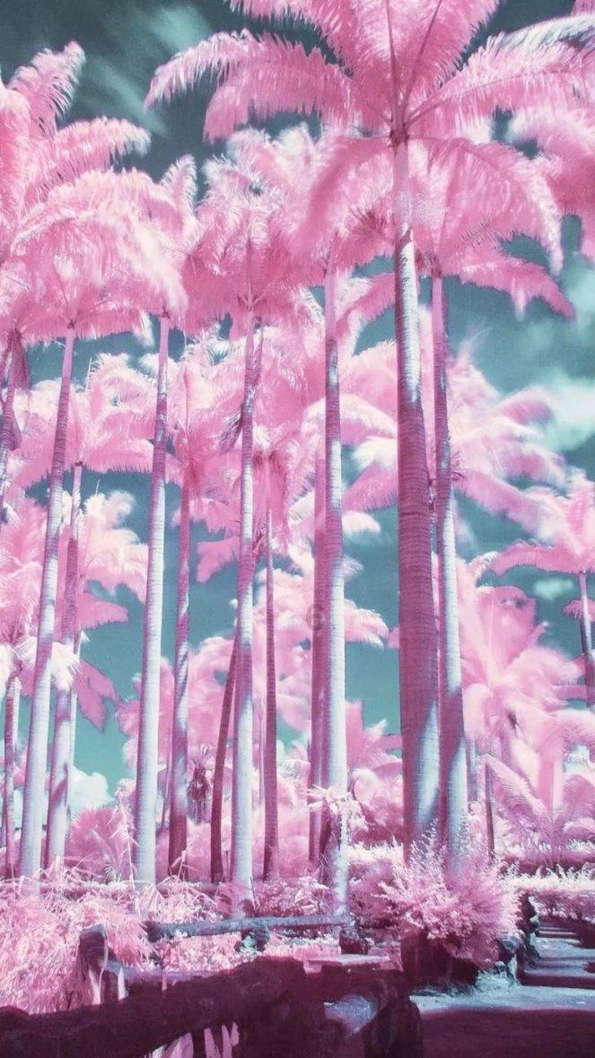 春雨直播app